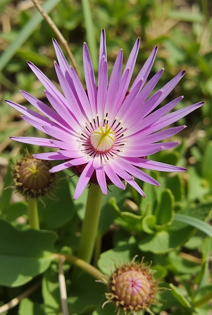 Tetragonisca angustula