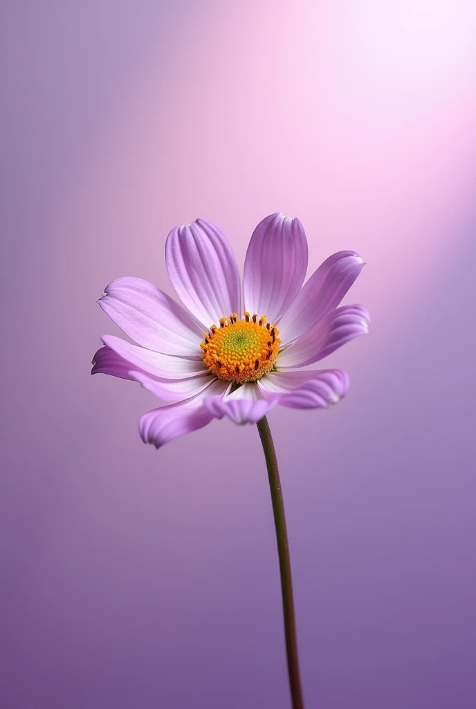 Coffee flower background light purple