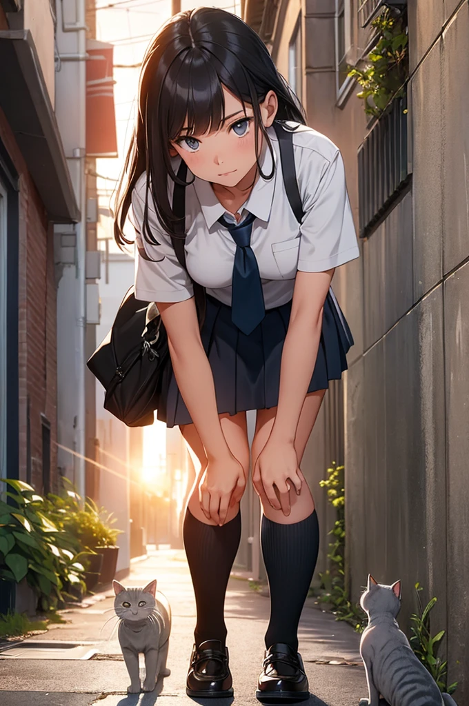girl in school uniform petting a grey cat, alleyway, sunset, close up