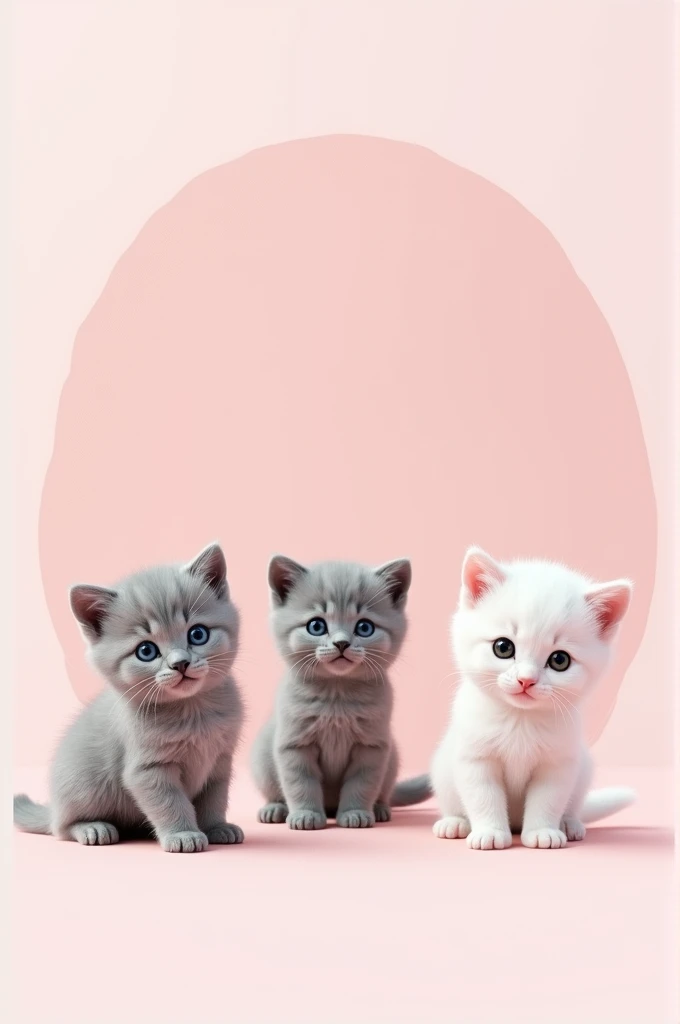 three kittens, gray, gray-white and white, in different poses, they are in a pink outline