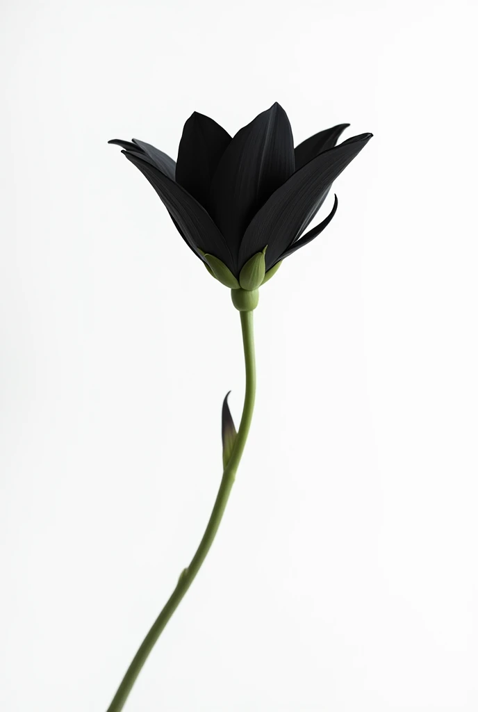 Black Flower White background