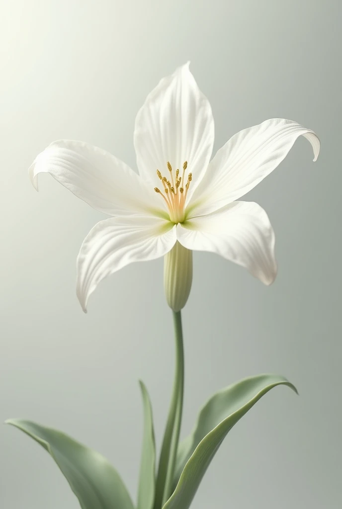 White pardo flower