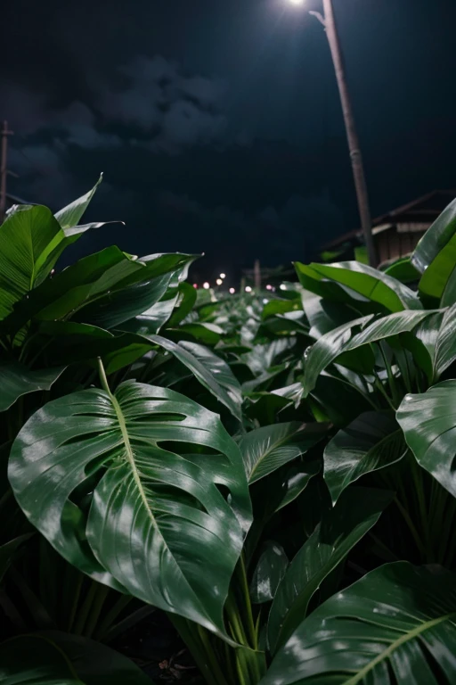 A gloomy night market, with rows of banana trees stacked high, forming strange green walls. The dim lights created mottled shadows on the ground.
The banana leaves spread out like giant arms, covering a large space.
Night fell, and No market became eerily quiet. Only the dark shadows flitted back and forth between the banana rows.
The dim moonlight shone through the banana leaves, creating alternating streaks of light and dark, adding to the mystery of the market.
The drizzle made the air cold and damp. Raindrops fell on the banana leaves.
The dark shadows moved quickly between the banana rows, making people shiver.
The dim spots of light appeared and disappeared suddenly, creating a strange feeling.
Hyper-realistic digital art style, high contrast, dramatic lighting. Cinematic lighting, high detail, 8k, artstation, conceptual art, dark fantasy. Photo taken with Canon EOS R5 85mm f/11 camera, ((sharp)) mode of people and surrounding scenery. Image quality ((8K)), ((realistic)), ((masterpiece)), ((sharpest and highest contrast)), ((excellent depth of field)), ((stereoscopic lighting)), ((Kind, nice)), detailed pores.