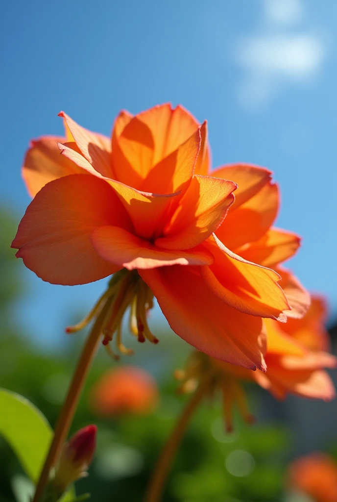 Begonia,spring,Close-up of one or two plants,粉色的西府Begonia,Master Georges Seurat,Vibrant colors,Close shot,Blue sky in background,it's clear,Optimal lighting