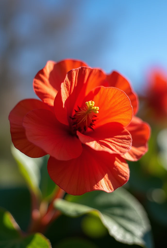 Begonia，spring，Close-up of one or two plants，粉色的西府Begonia，Master Georges Seurat，Vibrant colors，Close shot,Blue sky in background，it&#39;s clear，Optimal lighting