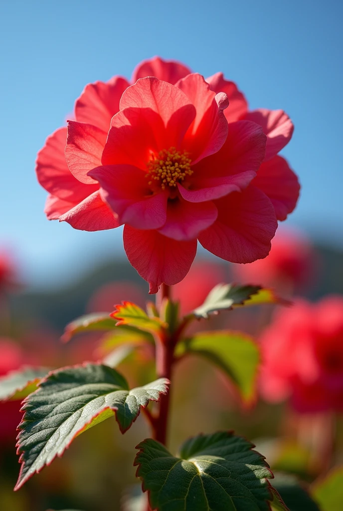 Begonia，spring，Close-up of one or two plants，粉色的西府Begonia，Master Georges Seurat，Vibrant colors，Close shot,Blue sky in background，it&#39;s clear，Optimal lighting