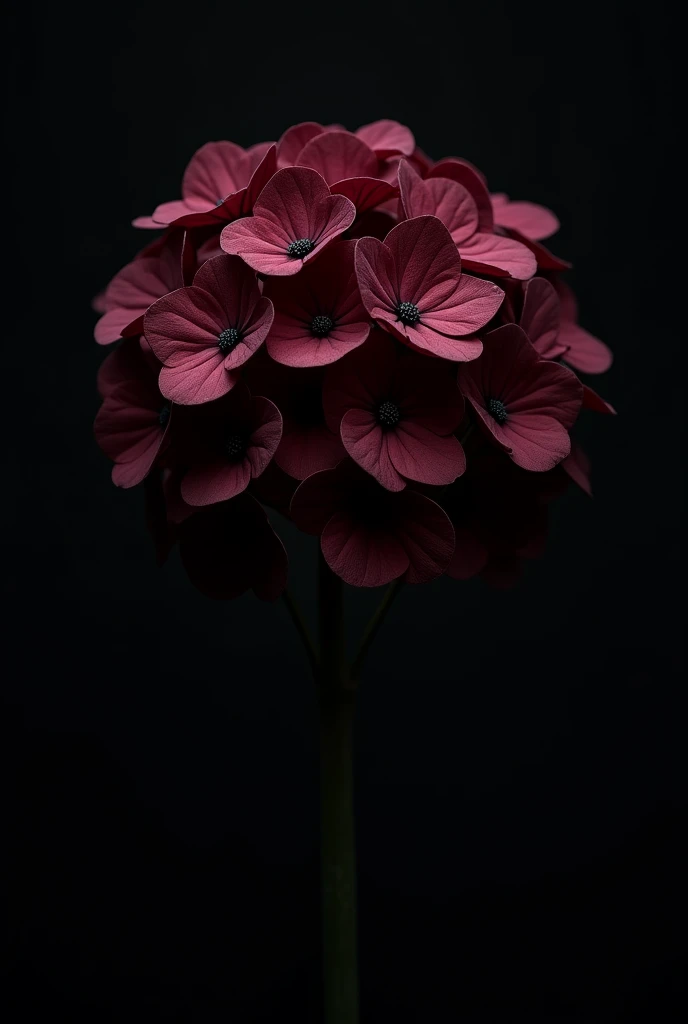 a very dark wine-colored hydrangea flower without green leaves or stem and with a black background, just a flower with 5 petals in gothic style