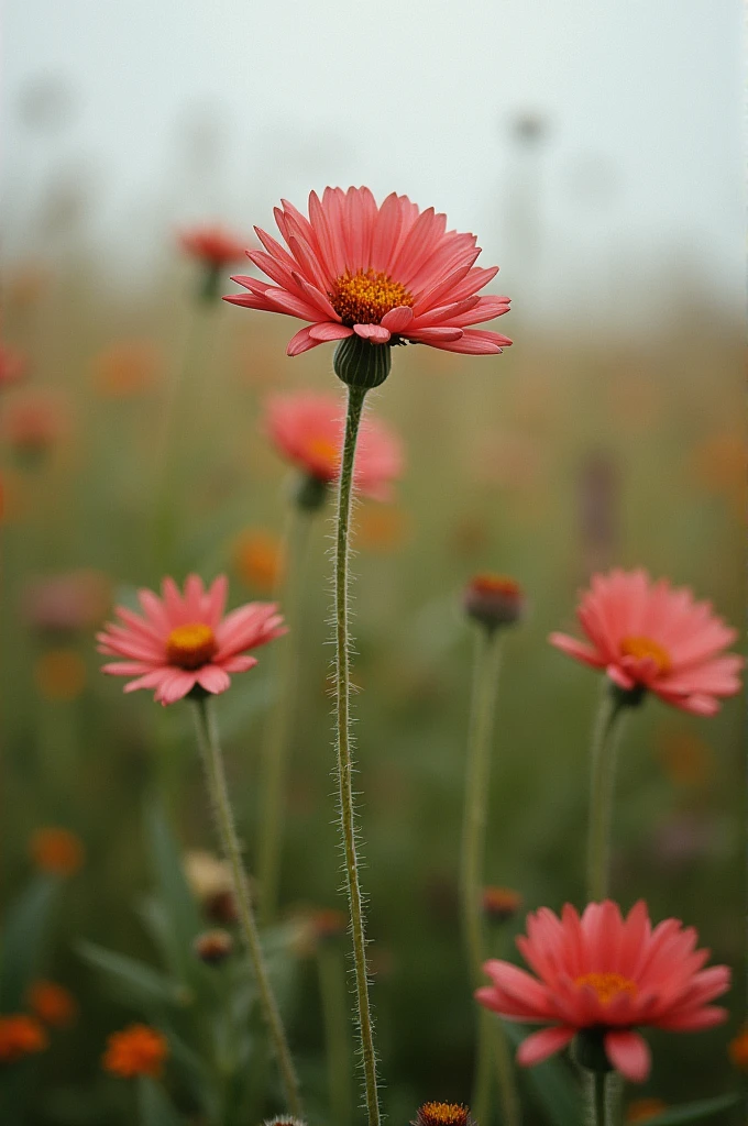 Because even in the landfill flowers grow