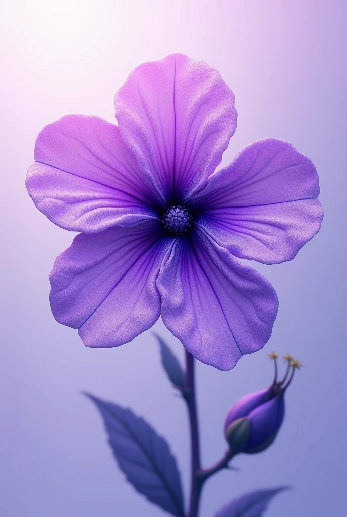 Purple cineraria flower without background