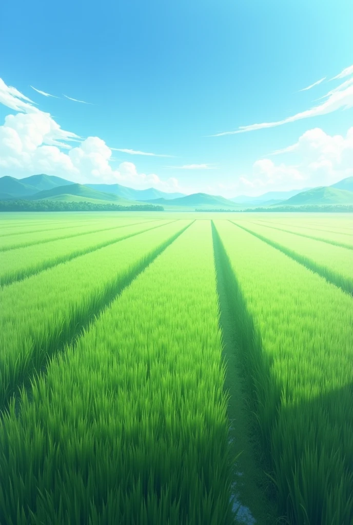 The rice fields were flat,HD,4K,Realistic,that day,