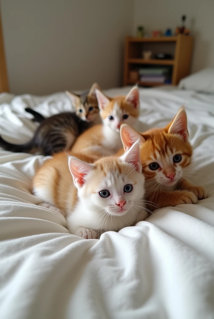 Many cute kittens are playing on the bed.