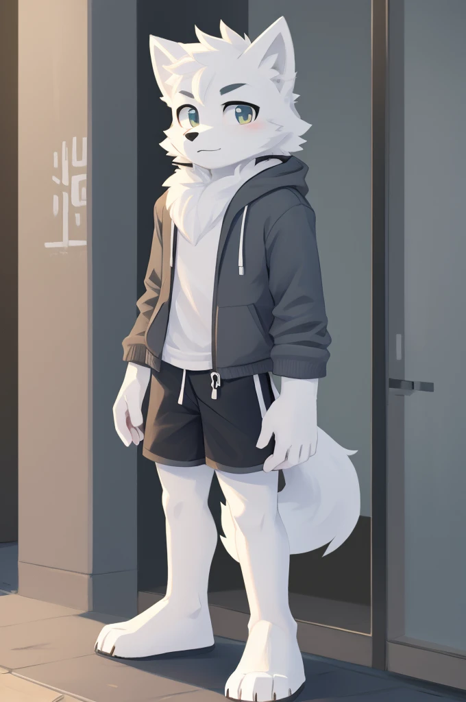 furry arctic fox man, fluffly, de shorts, gray coats, standing alone, gay