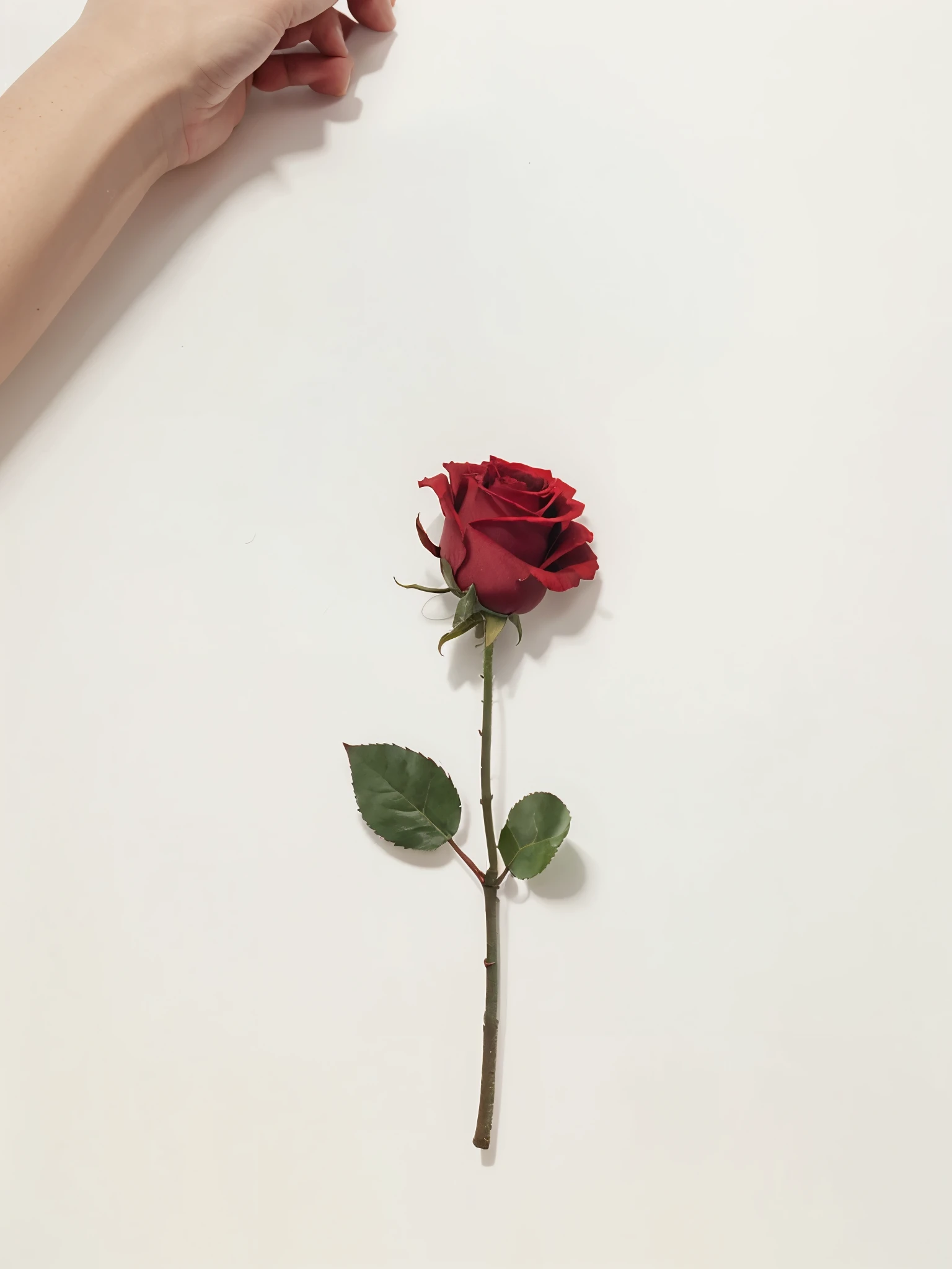 Single red rose isolated on white background