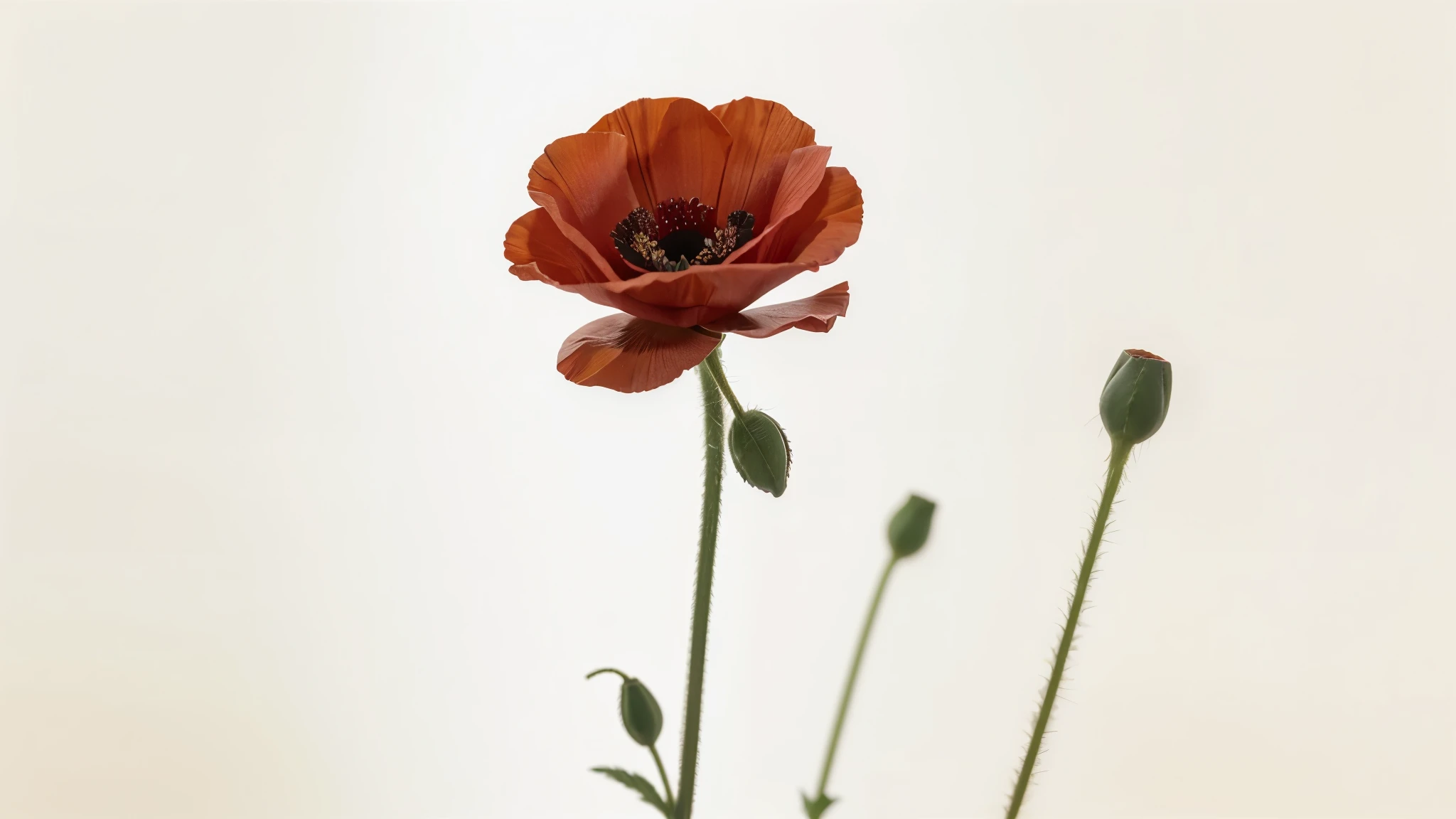 Red poppy flower isolated on white background