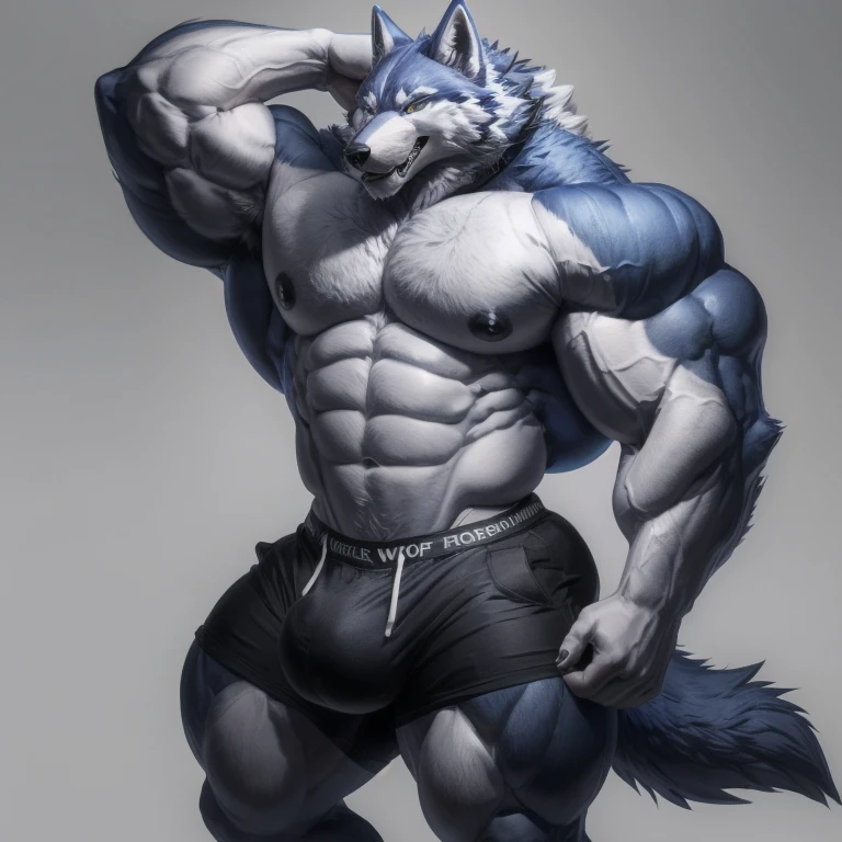 furry growth, exaggeratedly huge Bulge, hyper growth, hyper muscles, wolf, blue wolf, shirtless, white shorts, exaggeratedly muscular, on a gray background
