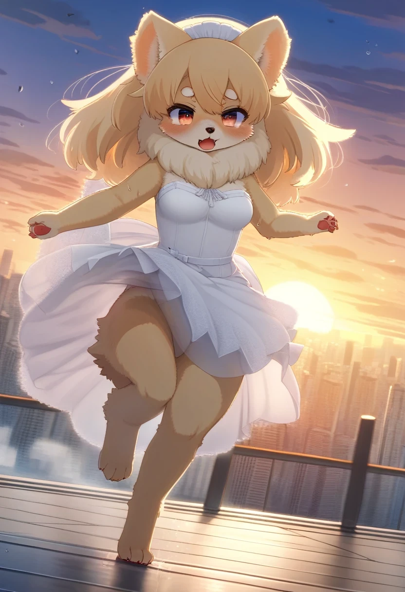 ((Masterpiece)), ((Best Quality)), (Very Detailed), ((Very Detailed)), 4K, (8K), very aesthetic, absurdres highres, 1 woman, (anthropomorphic pomeranian, furry, kemono:1.5), A woman wearing a bridal gown is running at full speed against the backdrop of a cityscape at sunset. Desperate look, sweat dripping, sprints,