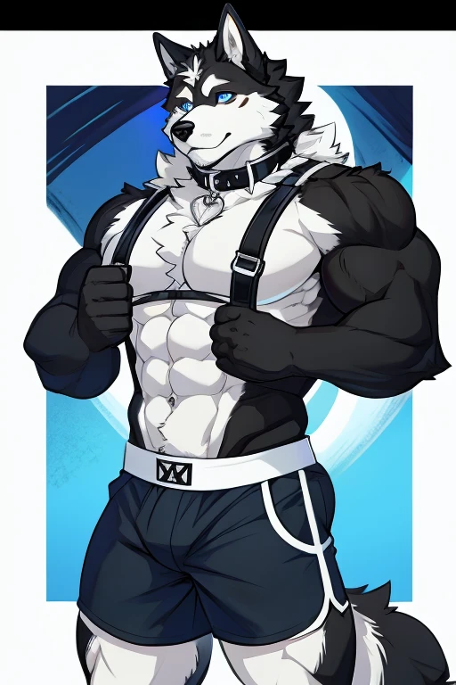 Alaskan Malamute dog black and white fur, muscular, with chest straps, furry, blue eyes , shorts negros , with dog collar and leash