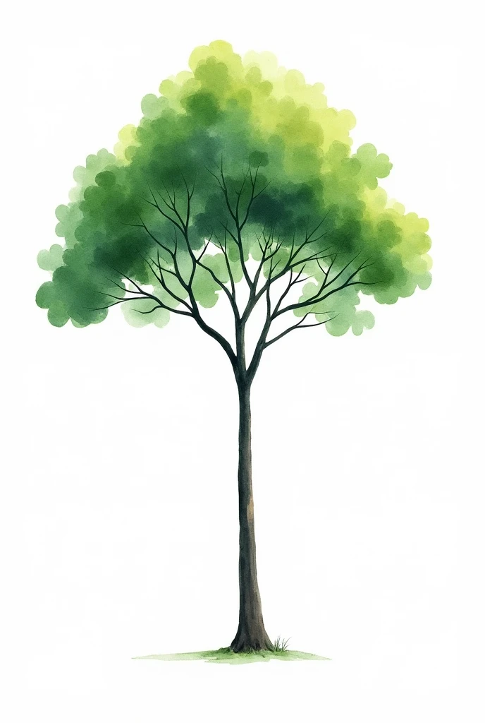 watercolor painting of a tree called jacaranda de cauca, , This with a white background and the tree in the middle. vertically, that the leaves are exactly the same and super defined as those of the jacaranda de cauca but without losing its watercolor tree shape and without losing the green tones, but green, less purple


