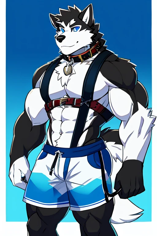 Alaskan Malamute dog black and white fur, muscular, with chest straps, furry, blue eyes , shorts negros , with dog collar and leash