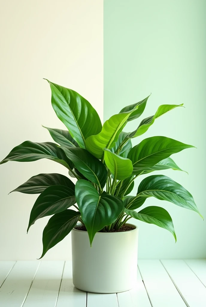 Show me the same plant in these 3 (full sunlight, partial shade, artificial light) and they measure how it affects specifically in centimeters and what are the 3