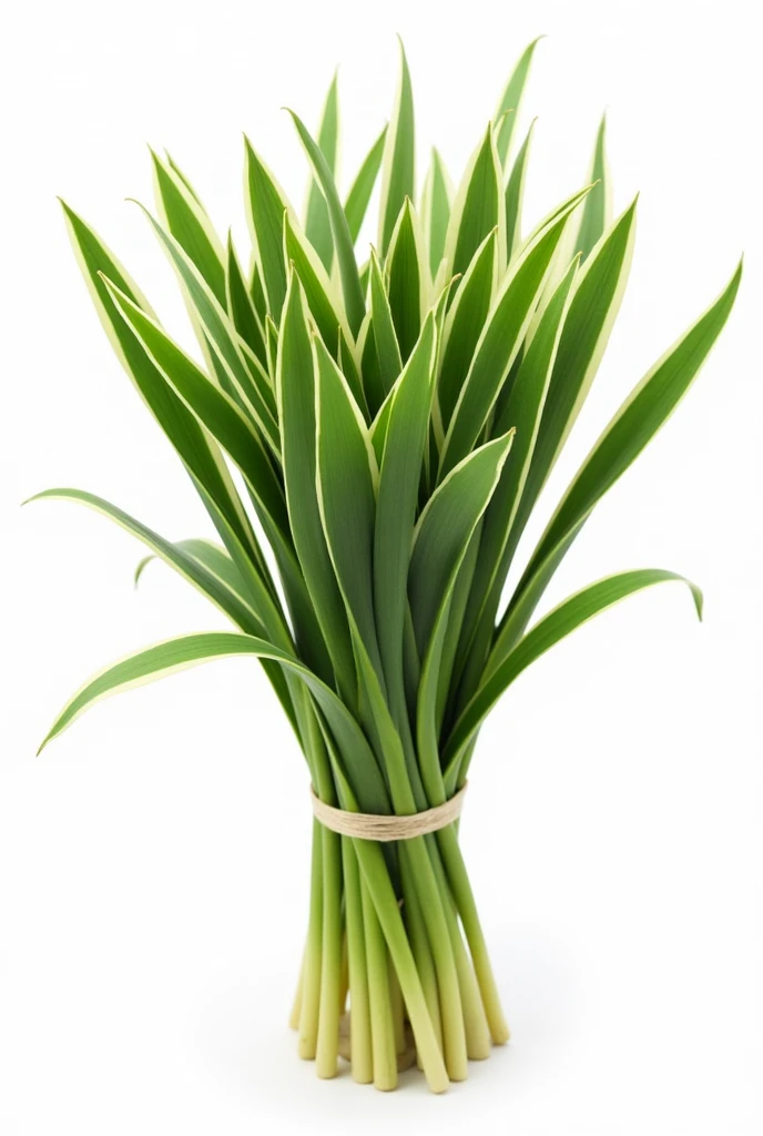 Please create an image of the Liriope muscari plant packaged for marketing. It has an attractive appearance with elongated and narrow leaves that measure between 50 and 60 cm in length, bright green, with white stripes and healthy. The stems are thin and erect, grouped in clusters and secured with elastic bands. Overall, the presentation is orderly and vibrant, ideal for attracting buyers interested in ornamental plants. On white background show a bouquet