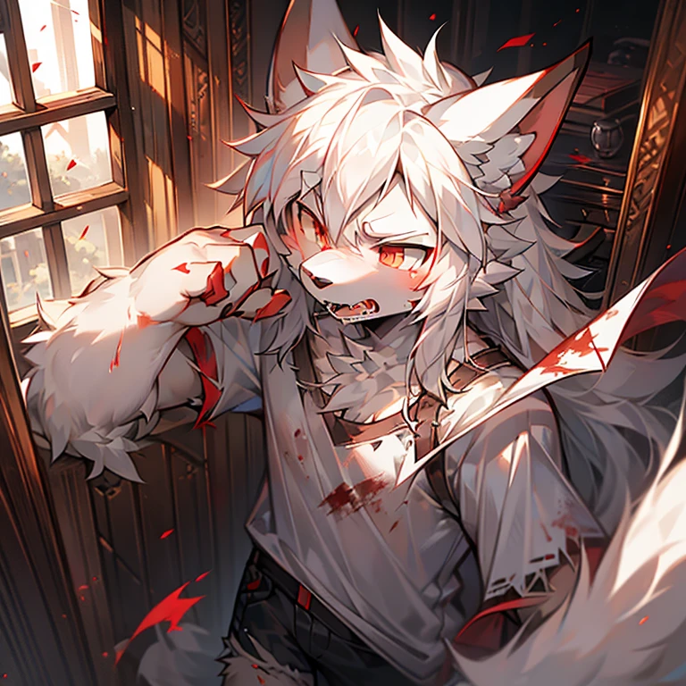 single, alone person, teenage boy, white wolf, long white hair, fluffy wolf ears, red eyes, gray brown eyes, high quality, resolution, masterpiece, detail, angry expression, vampire teeth, blood mouth, killer, torn white shirt, white shorts with blood torn holes, morning background.