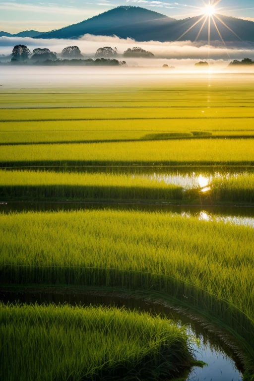 Picture of a green rice field with beautiful rice plants with a clear sky, clouds and the morning sun with fog and water. Picture of a green rice field with beautiful rice plants with a clear sky, clouds and the morning sun with fog and water drops on the leaves of the rice plants.