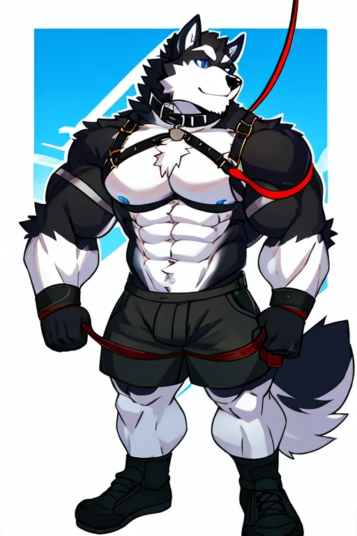 Alaskan Malamute dog black and white fur, muscular, with chest straps, furry, blue eyes , shorts negros , with dog collar and leash, with big pecs