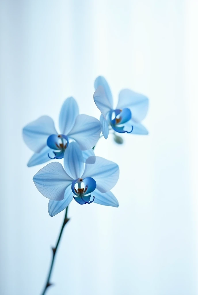 Create a minimalist blue and white photo with blue butterfly orchids