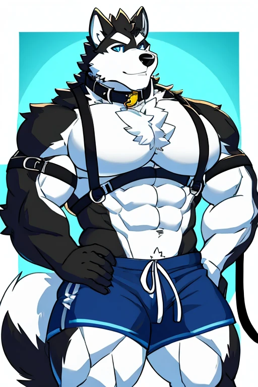 Alaskan Malamute dog black and white fur, muscular, with chest straps, furry, blue eyes , shorts negros , with dog collar and leash, with big pecs