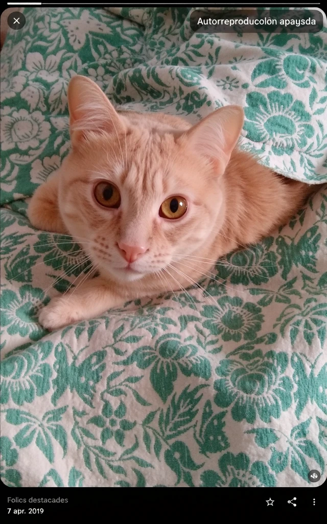 catboy