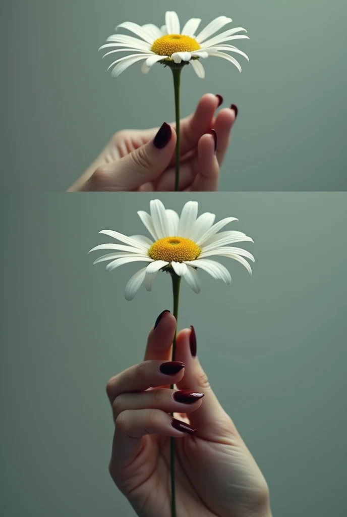 An image of a twelve-petaled daisy with two petals missing and a female hand with dark red nail polish holding the third petal as if she had just plucked it and another image of the same hand plucking the fourth petal