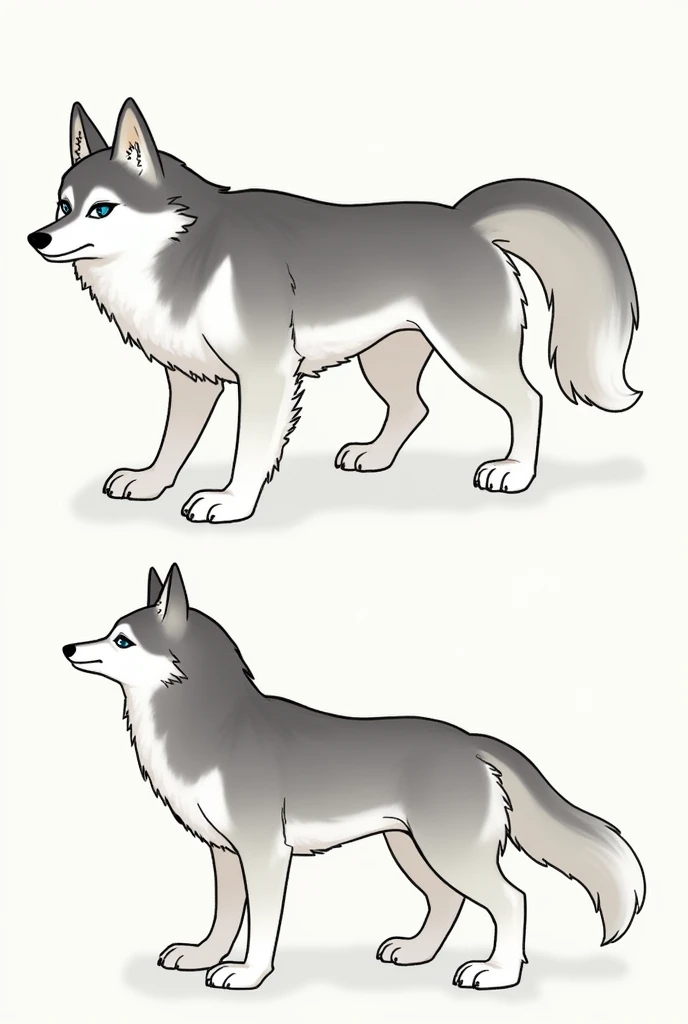 Furry husky reference sheet