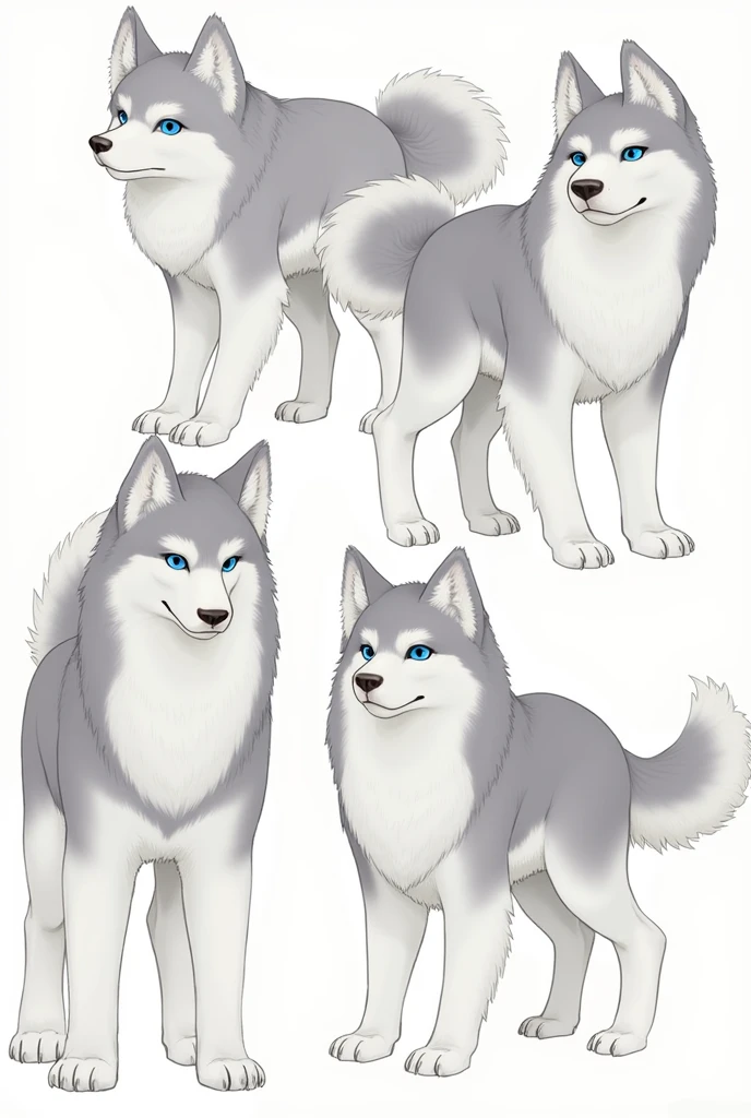 Furry husky reference sheet