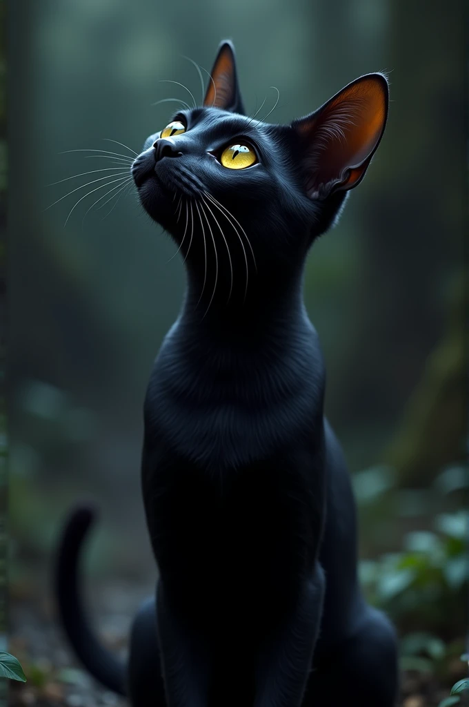 Black cat looking up