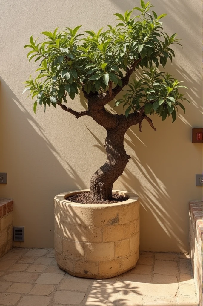 לוגו לחברת בשמי שמן בשם commiphora על בסיס חומרים טבעיים