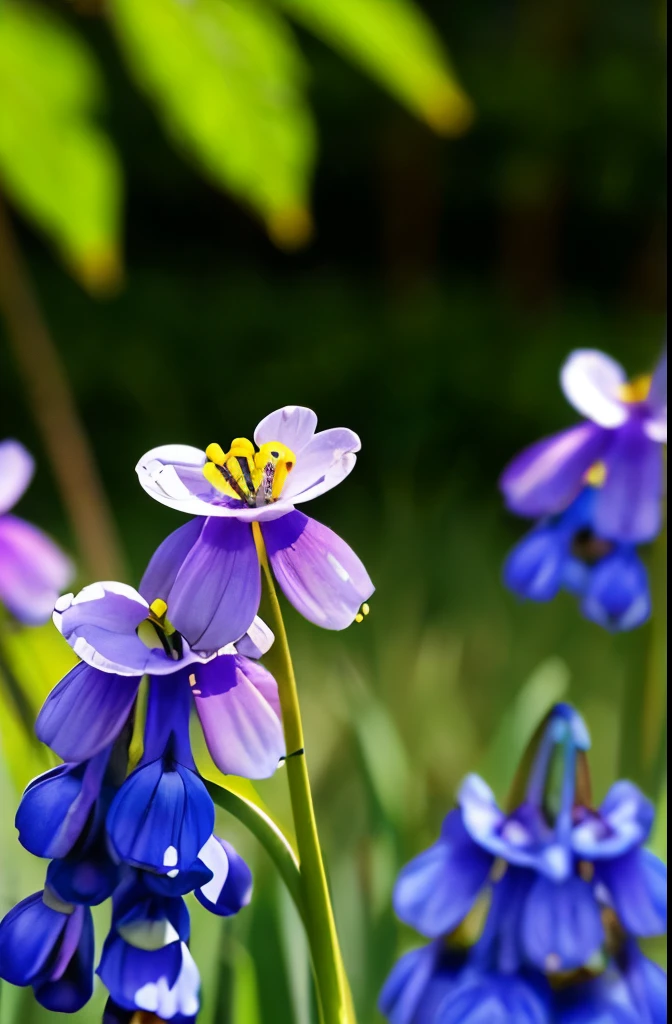 purple flowers with white stems in the grass in the sun, a macro photograph by Hans Schwarz, flickr, art nouveau, dew, springs, spring, spring early morning, early spring, dew drops, grape hyacinth, dewdrops, by rainer hosch, beautiful!!!!!!!!!, spring early, beautiful!!, beautiful!!!, violet, beautiful!, springtime morning