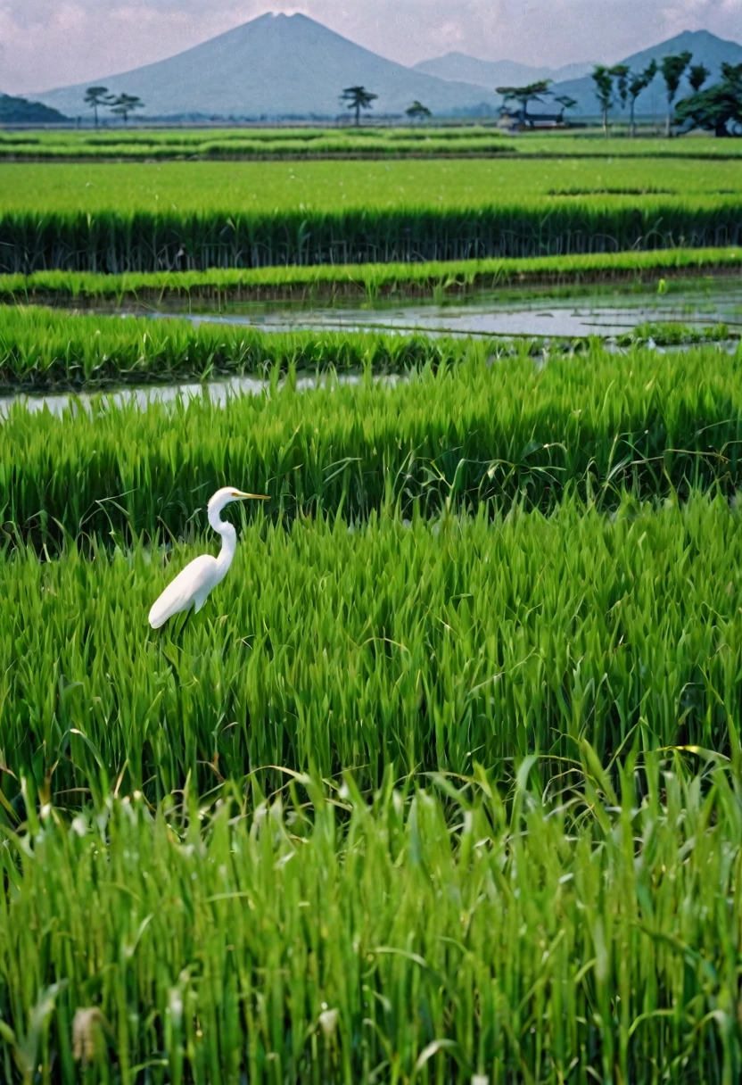 A rural scene in Japan in the 1960s, summer, a white egret stands in a rice field, green rice plants sway in the wind, a refreshing scene, a summer sky spreads out, boys in straw hats can be seen in the distance, the camera focuses on the white egret