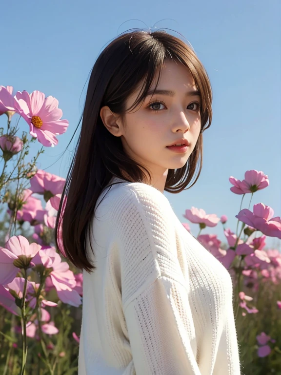 Cosmos field。White sweater。Beautiful woman in denim。