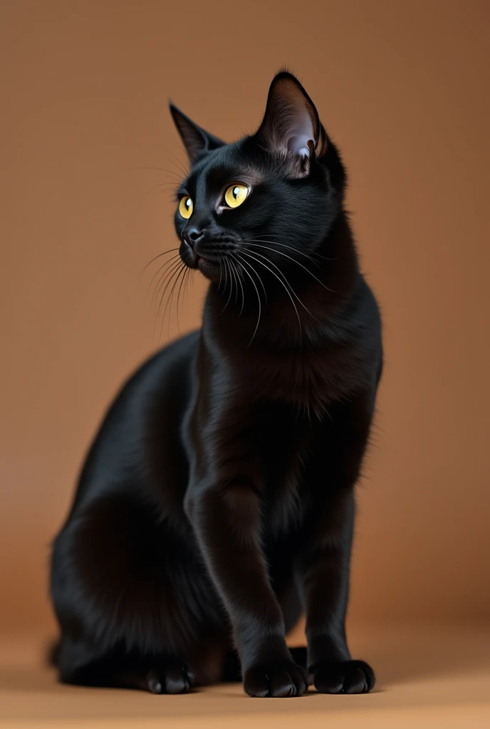 a beautiful black cat, slightly kitten, he is sitting sideways, isolated on a brown background