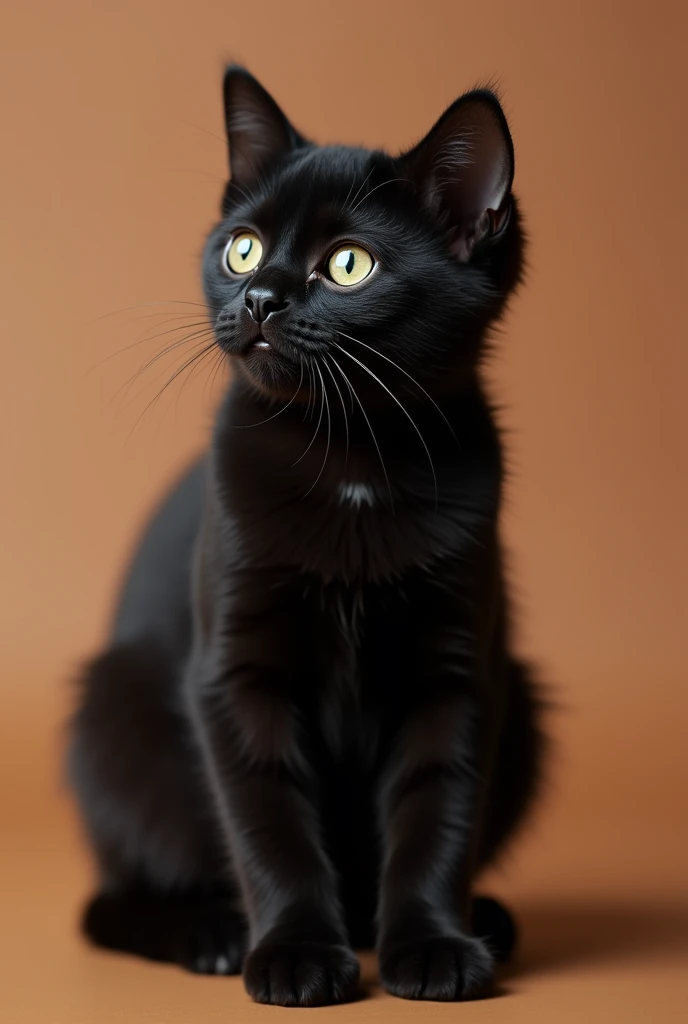 a beautiful black cat, slightly kitten, he is sitting sideways, isolated on a brown background