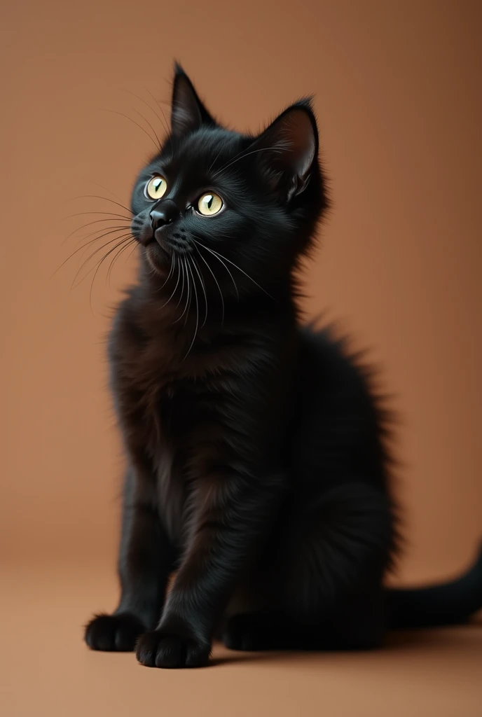 a beautiful black cat, slightly kitten, he is sitting sideways, isolated on a brown background