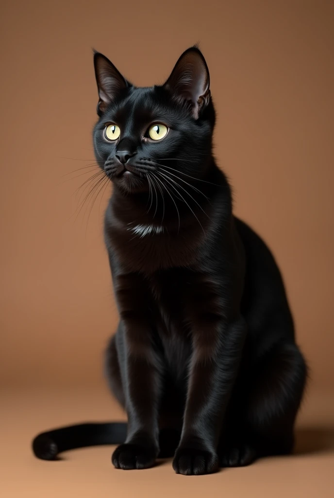 a beautiful black cat, slightly kitten, he is sitting sideways, isolated on a brown background