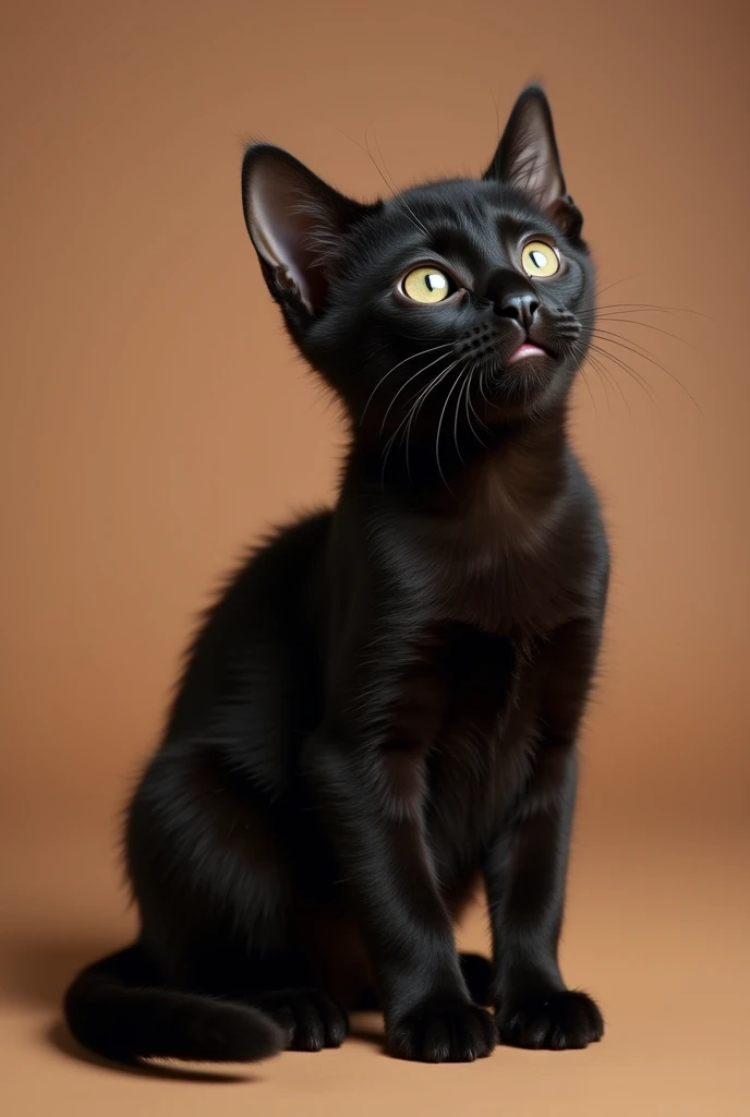 a beautiful black cat, slightly kitten, he is sitting sideways, isolated on a brown background
