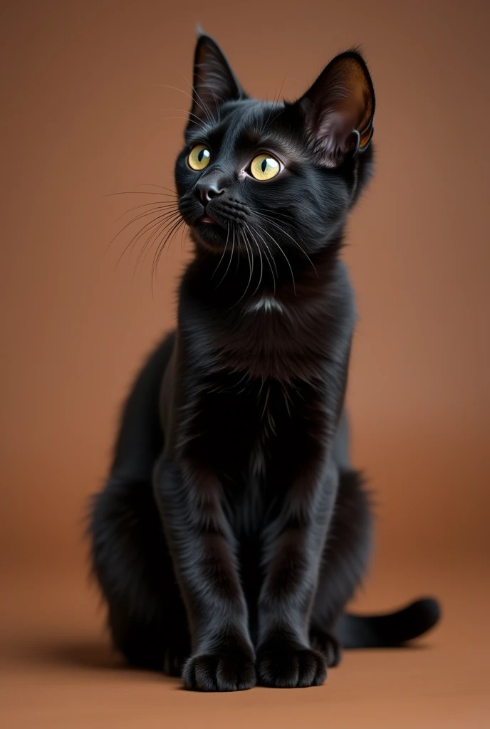 a beautiful black cat, slightly kitten, he is sitting sideways, isolated on a brown background