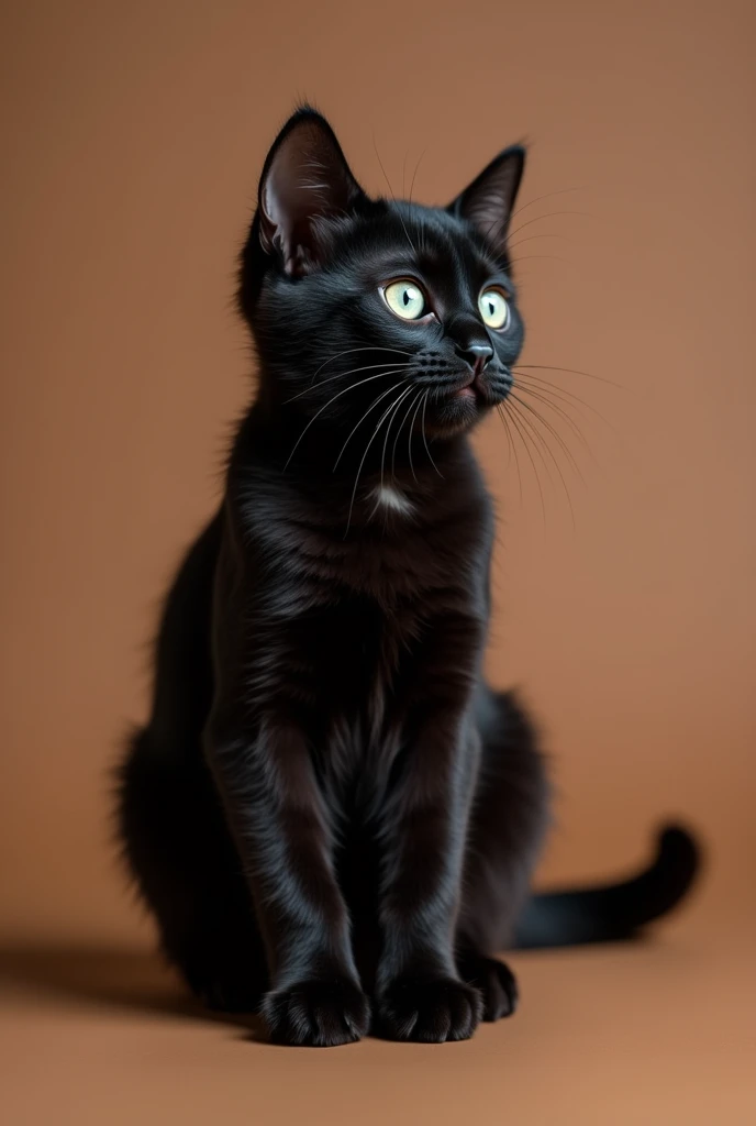 a beautiful black cat, slightly kitten, he is sitting sideways, isolated on a brown background