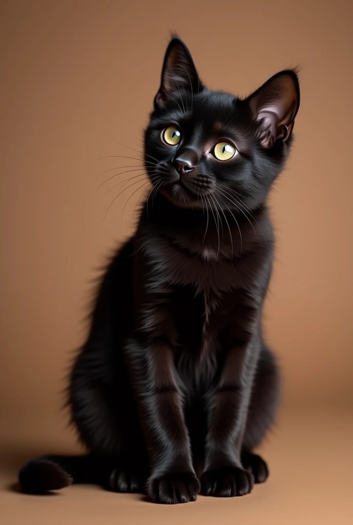 a beautiful black cat, slightly kitten, he is sitting sideways, isolated on a brown background