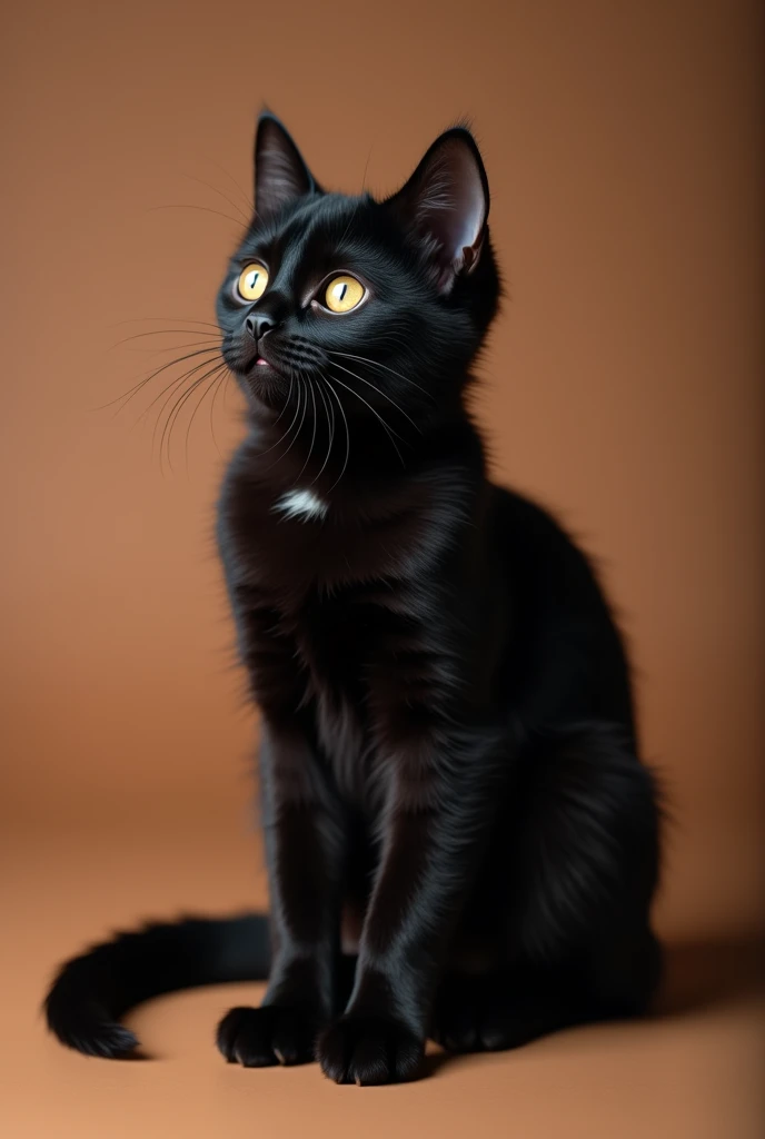 a beautiful black cat, slightly kitten, he is sitting sideways, isolated on a brown background, not very furry