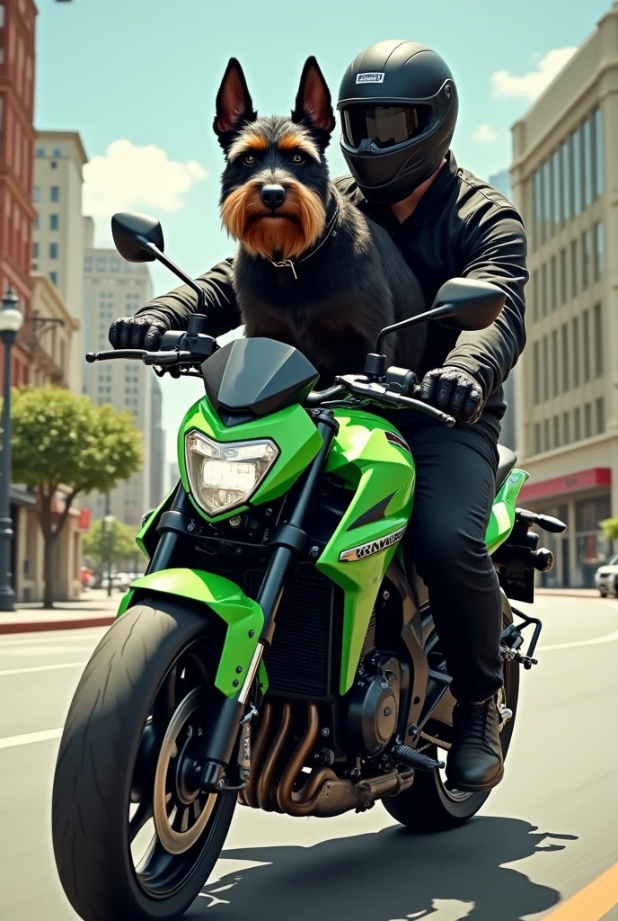 Create an image:

A black schnauzer dog, cinza e marrom. 

Riding a light green Kawasaki Versys x motorcycle With a man wearing a black helmet and black clothing

