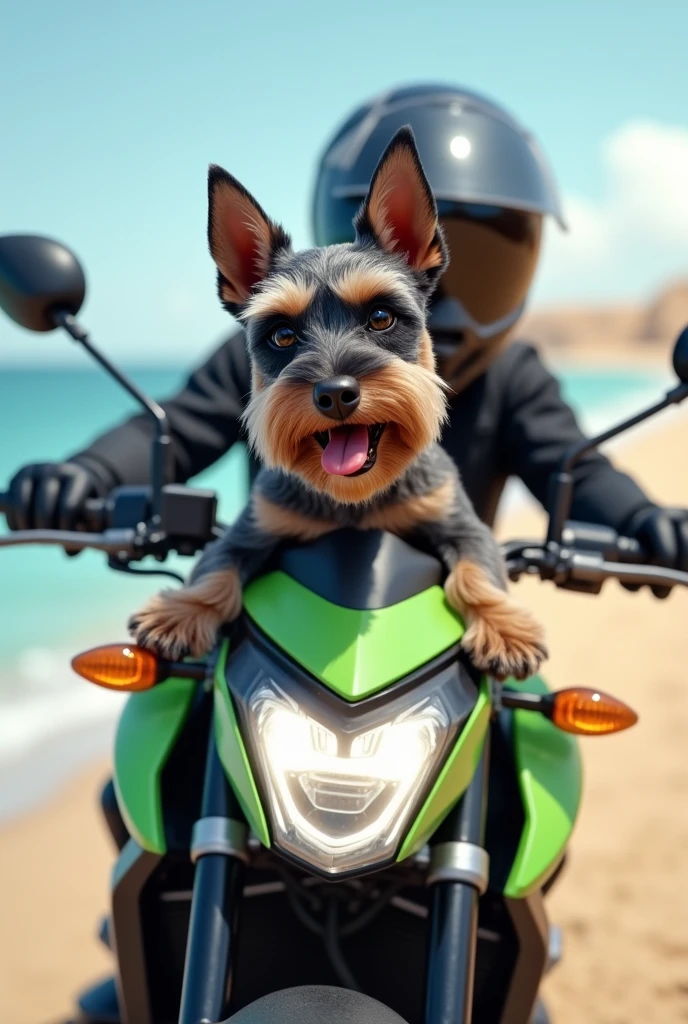 Create an image:

A schnauzer dog, small size, black in color, gray and brown that is happy with its tongue out. He has a gray and black body with a brown mustache and light brown paws. Riding a light green Kawasaki Versys x motorcycle., trail model on a beach.

With a man in a black closed helmet and black clothes


